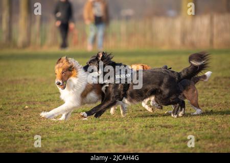 Sheltie mit Tennisball im Mund und Border Collie tragen Geschirr Spaß haben und laufen im Hundepark mit Menschen und Zaun aus Fokus in der b Stockfoto