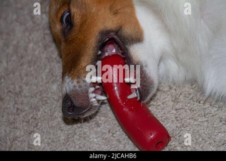 Junger Sheltie Welpe Hund spielt und beißt auf Kunststoff-Wurst-Spielzeug Stockfoto