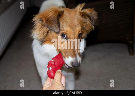 Junge Sheltie Welpen hält Hund Spielzeug Kunststoff Wurst im Mund von Hand gegeben und suchen niedlich Stockfoto