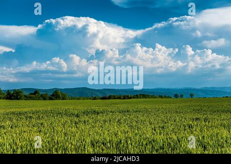 Weizenfeld in der Ukraine. Schönes Weizenfeld mit Hügeln und Wolken auf dem Hintergrund. Stockfoto
