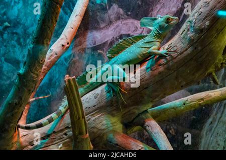 Große grüne Leguaneidechse im Terrarium Stockfoto