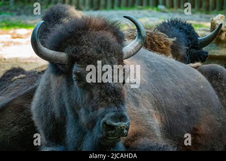 Großer Bison auf der Weide. Wildtierschutz. Tag im Zoo Stockfoto