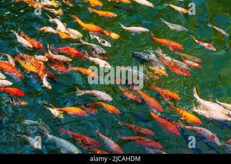 Teich mit vielen bunten Koi-Fischen. Dekorativer Karpfen oder ausgefallener Karpfen. Stockfoto