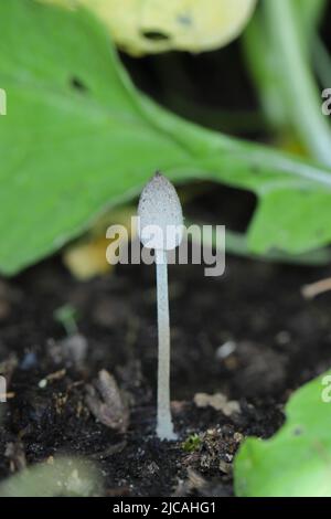 Ein kleiner Pilz der Gattung Coprinus wuchs in einem Bett, in dem Gemüse angebaut wird. Stockfoto