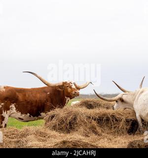 Texas Longhorn Rinder, die an einem bewölkten Tag Heu auf der Weide fressen. Stockfoto