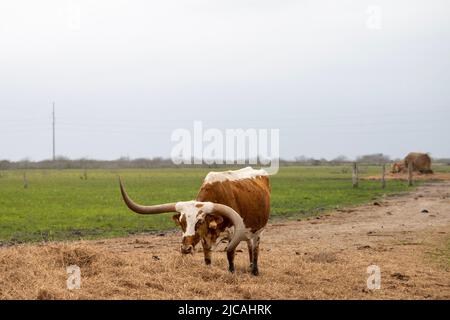 Texas Longhorn Rinderkuh mit einem deformierten Horn steht an einem bewölkten Tag auf einer Weide. Stockfoto