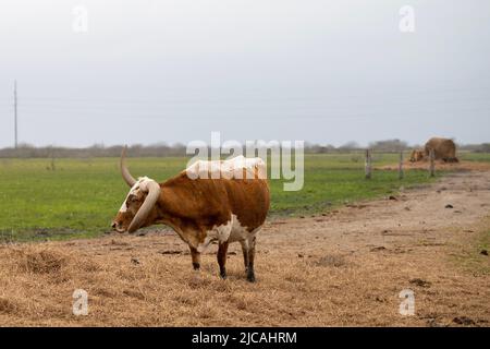 Texas Longhorn Rinderkuh mit einem deformierten Horn steht an einem bewölkten Tag auf einer Weide. Stockfoto