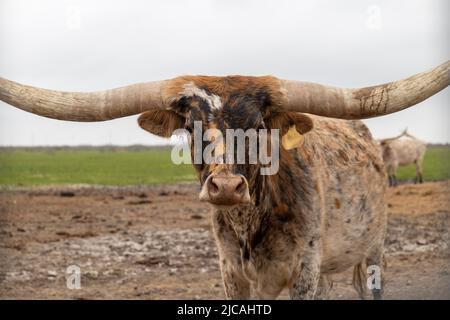 Texas Longhorn Rinderkuh in Nahaufnahme starrt an einem bewölkten Tag auf einer Weide auf die Kamera. Stockfoto