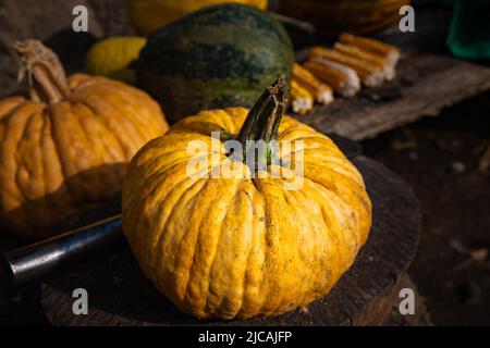 Kürbisse. Gelbe Kürbisse Stillleben Foto. Halloween Konzeptfoto. Selektiver Fokus. Stockfoto