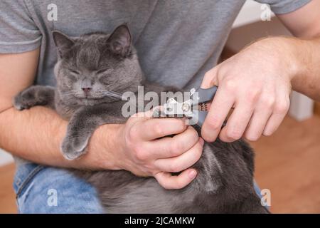 Ein Mann schneidet mit einem Klauenschneider die Krallen einer jungen grauen Katze. Chartreuse widersteht. Stockfoto