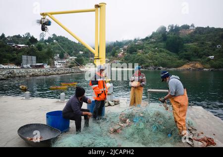 Bahia Mansa, Chile - Februar 2020: Fischer nehmen den Fang aus dem Fischernetz am Pier in der Meeresbucht, die von grünen Hügeln umgeben ist. Fischer in wasserdicht Stockfoto