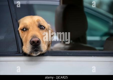 Nachdenklicher goldener Retriever Hund schaut aus dem Fenster des Autos Mit Kopf auf Fensterboden - Nahaufnahme Stockfoto