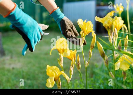 Gärtner Hände in Gartenhandschuhen mit Beschneider Pflege für gelbe Iris Blumen in Blumenbeet Stockfoto