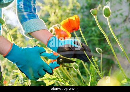 Gärtner Hände in Gartenhandschuhe mit Beschneider Pflege für rote Mohnblumen im Blumenbett Stockfoto