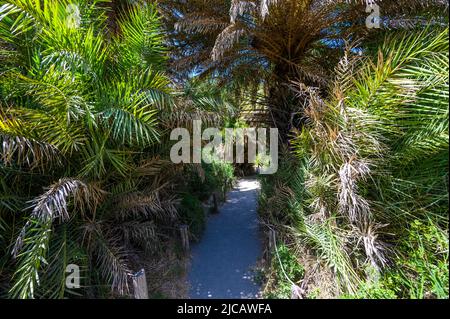 Preveli Beach - berühmt für den schönen Fluss mit azurblauem Wasser und tropischem Palmenwald hinter dem Strand - auf der südlichen Insel Kreta, Griechenland, E Stockfoto