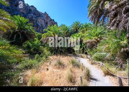 Preveli Beach - berühmt für den schönen Fluss mit azurblauem Wasser und tropischem Palmenwald hinter dem Strand - auf der südlichen Insel Kreta, Griechenland, E Stockfoto