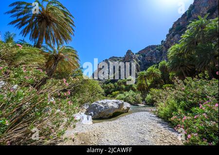 Preveli Beach - berühmt für den schönen Fluss mit azurblauem Wasser und tropischem Palmenwald hinter dem Strand - auf der südlichen Insel Kreta, Griechenland, E Stockfoto