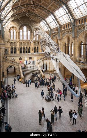 Ein Skelett des Blauwals im Natural History Museum. Exhibition Road, South Kensington, London. Stockfoto