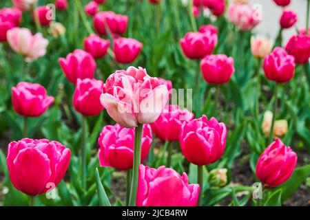 Atemberaubende Frühlingszartulips in Pink im Detail Stockfoto
