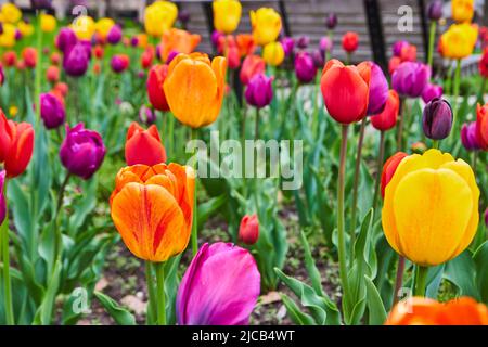 Atemberaubend farbenfroher Tulpengarten aus nächster Nähe Stockfoto