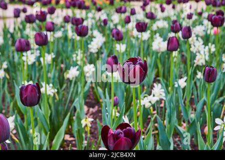Tulpengarten aus nächster Nähe mit violetten und weißen Blüten Stockfoto
