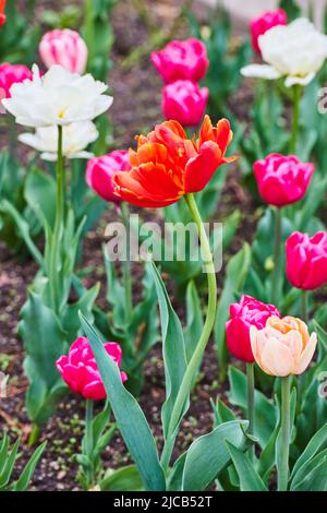 Rote Tulpe mit gebogenem Stiel, umgeben von einer Vielzahl von Frühlingszwiespen Stockfoto