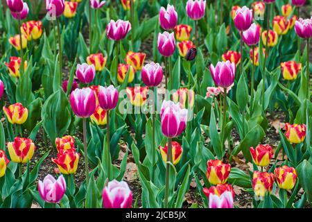 Frühlingsfeld aus roten und rosa Tulpen Stockfoto