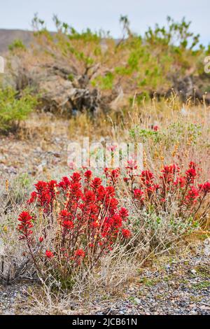 Rote Blumen und Pflanzen in Wüstenhügeln mit Sträuchern und Gräsern Stockfoto