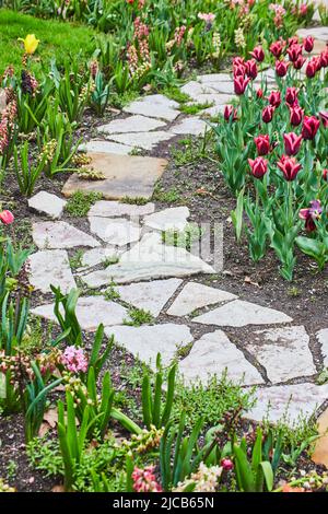 Einfacher Steinweg durch Tulpengärten im Frühjahr mit rosa und violetten Blüten Stockfoto