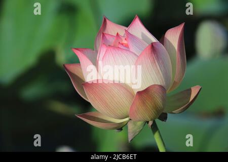 Blühende farbenfrohe Pfingstrosen-Lotusblume, Nahaufnahme von schönem Pink mit gelber Pfingstrosen-Lotusblume, die im Sommer im Teich blüht Stockfoto