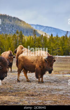 Kleine Bisons-Herde weiden auf Feldern in den Bergen Stockfoto