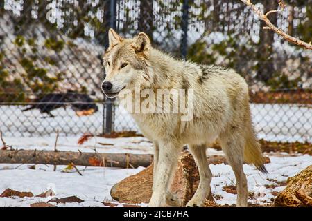 Einsamer weißer Wolf im Winter in eingezäuntem Gebiet Stockfoto