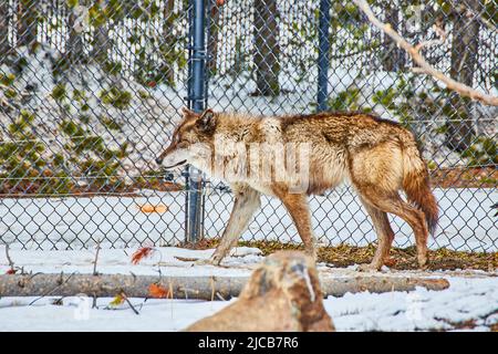 Einsamer Wolf im Winter im Entdeckungszentrum Stockfoto