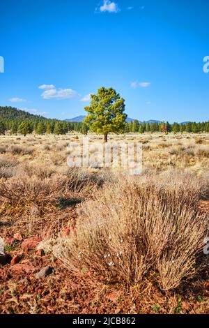Einsame grüne Bäume in der Wüste von Arizona durch Sträucher Stockfoto