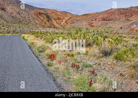 Rote Blumen am Straßenrand in der Wüste neben den Bergen Stockfoto