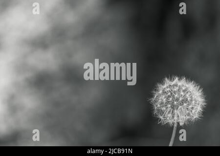 Ein wunderschönes Schwarz-Weiß-Naturhintergrundbild einer weißen Dandelionenblume, die in der unteren rechten Ecke zum Samen gegangen ist und ein verschwommenes Bokeh zurück zeigt Stockfoto