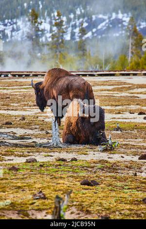 Zwei Bisons, die im Becken von Yellowstone in der Nähe der Promenade und verschneiten Hügeln ruhen Stockfoto