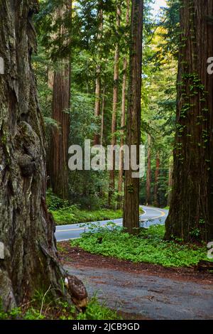 Straße, die durch den Wald von Redwoods in Kalifornien führt Stockfoto