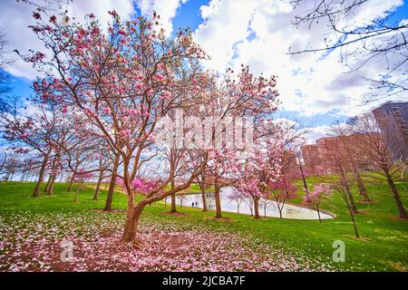 Blühend rosa Baum neben Teich Stockfoto