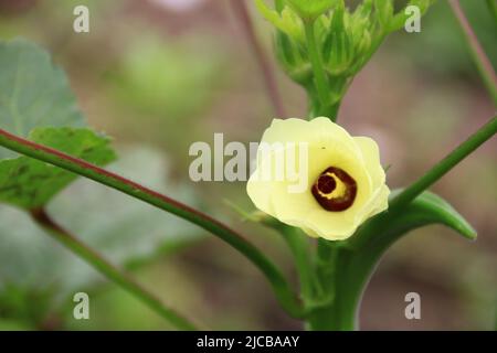 Okra-Blume Stockfoto