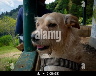 Kleiner Mischhund beim Erkunden des Haunted House in La Estrella, Antioquia, Kolumbien Stockfoto