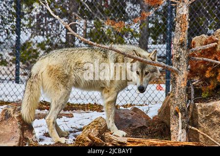 Einsamer grauer Wolf im Käfiggebiet im Winter Stockfoto