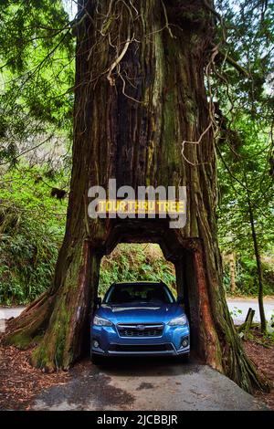 Subaru Crosstrek Ansicht geparkt in einem Redwood Baum Stockfoto