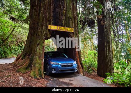 Subaru Crosstrek geht durch geschnitzten Redwood Baum im Wald Stockfoto