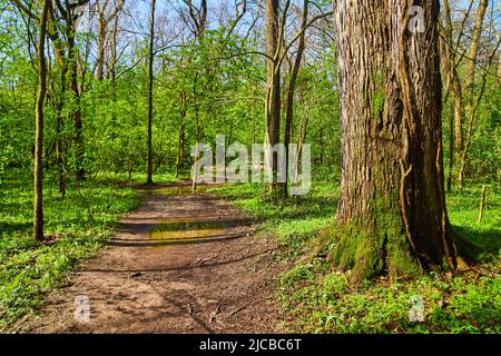 Wald im Mittleren Westen im späten Frühjahr mit Wanderweg entlang der Bäume Stockfoto