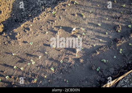 Junge Rettichsprossen wachsen im Garten auf einem Bett im offenen Boden, das Konzept des Anbaus von Bio-Gemüse. Stockfoto