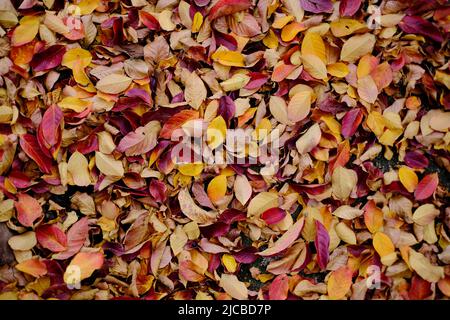 Überreichlich fruchtbare Herbstblätter in satten, tiefen, lebendigen Farbtönen. Stockfoto