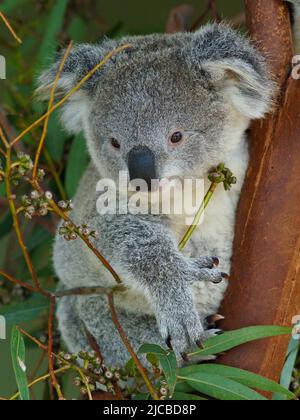 Bezaubernder junger Koala, der sich auf einem Eukalyptusbaum schmiegt. Stockfoto