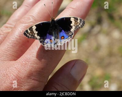 Blauer Stiefmütterchen-Schmetterling auf menschlichen Fingern und Händen mit natürlichem braunen Hintergrund, das Muster ähnelt orangefarbenen Augen auf den schwarzen und blauen und violetten Stockfoto