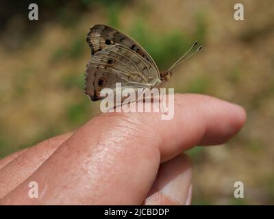 Blauer Stiefmütterchen-Schmetterling auf menschlichem Finger und Hand mit natürlichem braunen Hintergrund Stockfoto